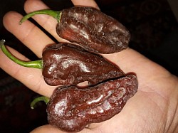 Csoki habanero