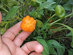 Aji dulce